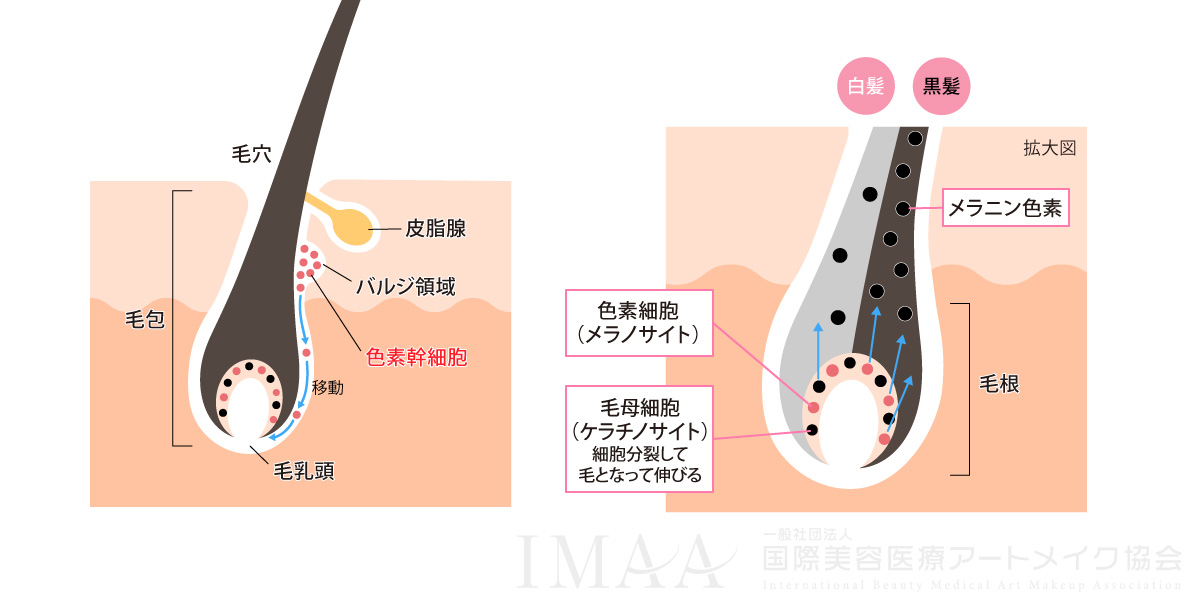 眉毛の白髪が増える理由