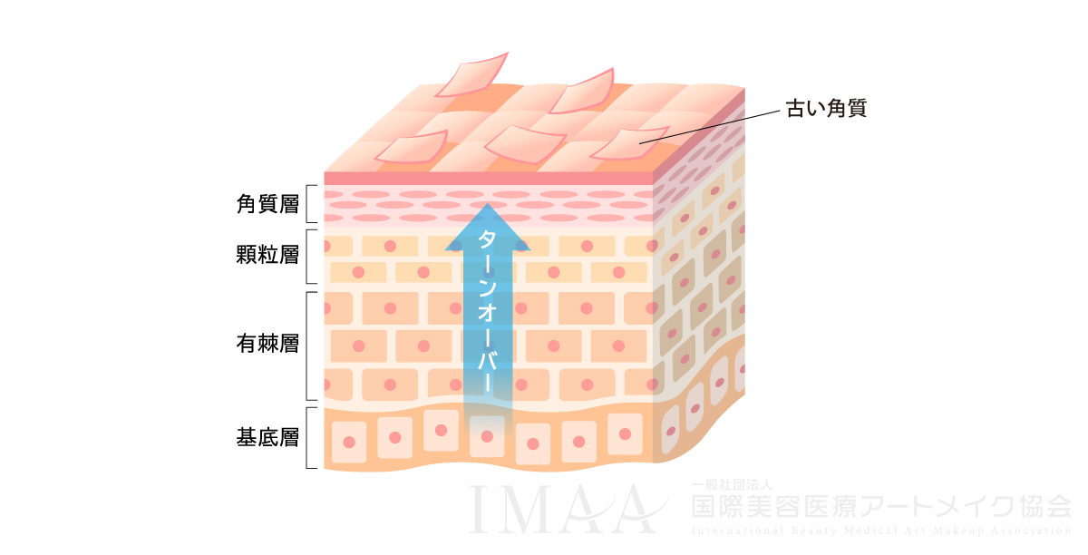 肌のターンオーバー